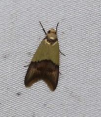 Hemibela oxyptera