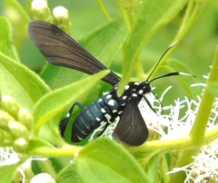 Horama plumipes