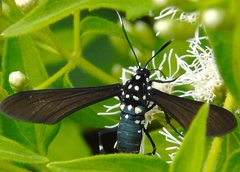Horama plumipes