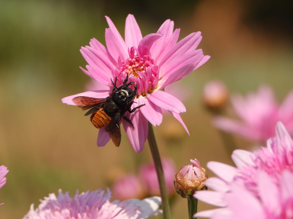 Megachile rufiventris