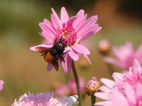 Megachile rufiventris