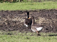 Anser albifrons flavirostris