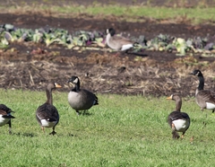 Anser albifrons flavirostris