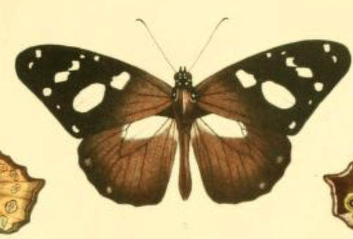 Amauris inferna