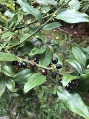 Sarcococca