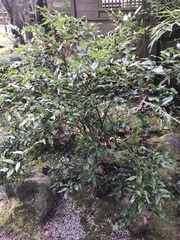 Sarcococca