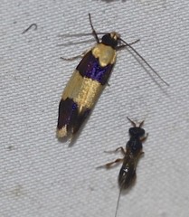 Telecrates laetiorella