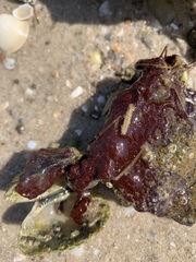 Botrylloides