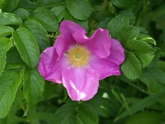 Rosa rugosa