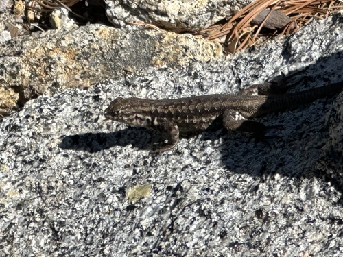 Southern Sagebrush Lizard, Santa Rosa and San Jacinto Mountains National Monument, Pine Cove, CA, US, photo 6 of 10