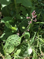 Miconia subcrustulata