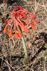 Cyrtanthus contractus