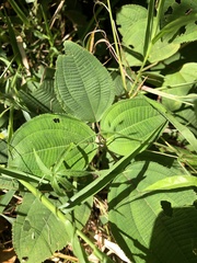 Miconia subcrustulata