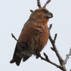 Loxia pytyopsittacus