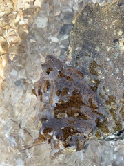 Botrylloides