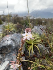 Trachyandra tabularis