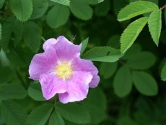 Rosa rugosa
