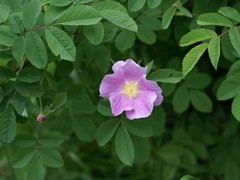 Rosa rugosa