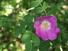 Rosa rugosa