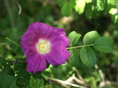 Rosa rugosa