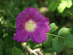 Rosa rugosa