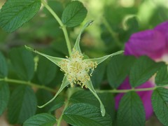 Rosa rugosa