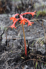 Cyrtanthus contractus