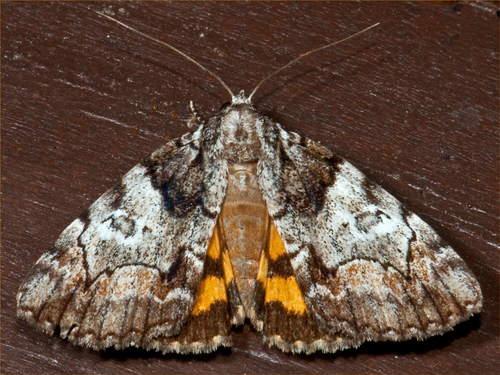 Precious Underwing photo 4