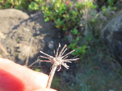 Angelica hendersonii