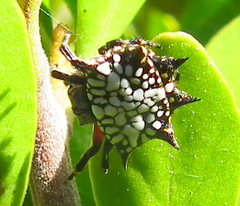 Isoxya cicatricosa