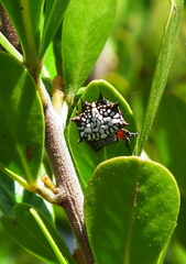 Isoxya cicatricosa
