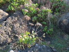 Angelica hendersonii