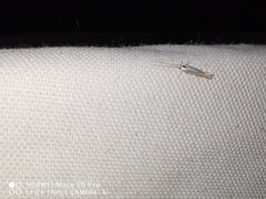 Coleophora albidella