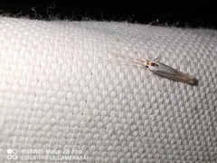 Coleophora albidella