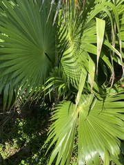 Livistona chinensis