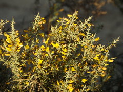 Ulex argenteus