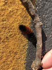 Pyrrharctia isabella