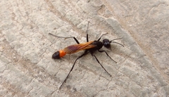 Ammophila placida