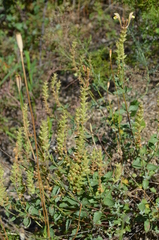Scutellaria adenostegia