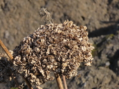 Angelica hendersonii