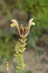 Scutellaria adenostegia