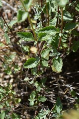 Scutellaria adenostegia