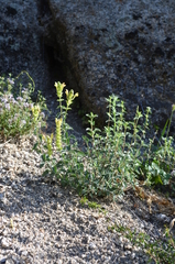 Scutellaria adenostegia