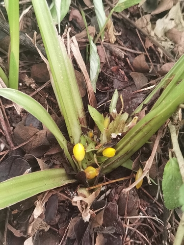 Goeppertia panamensis (Goeppertia panamensis)