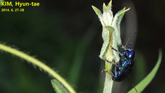 Chrysochus chinensis