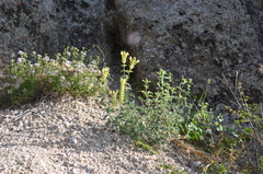 Scutellaria adenostegia