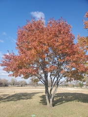 Quercus