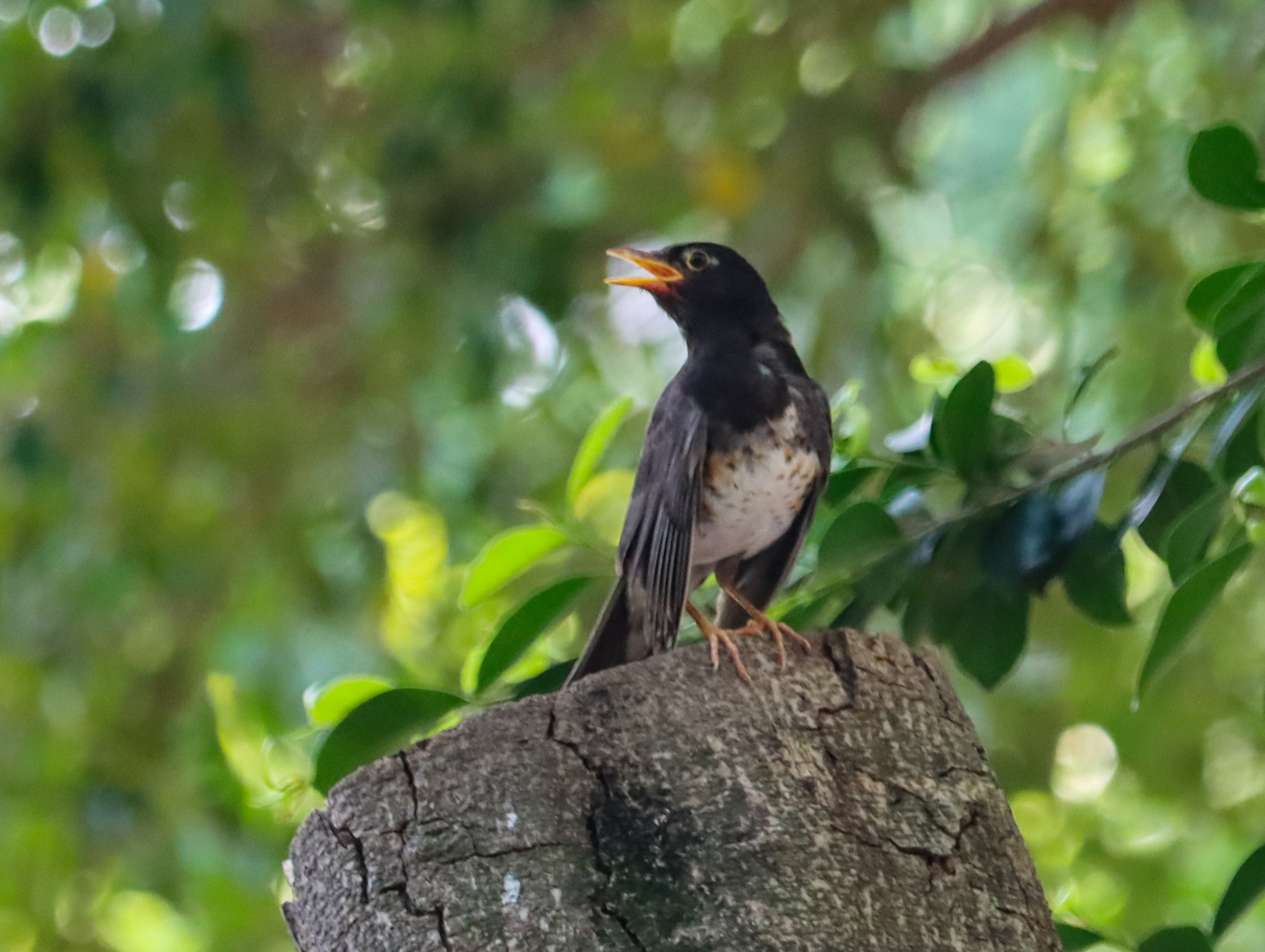 Japanese Thrush