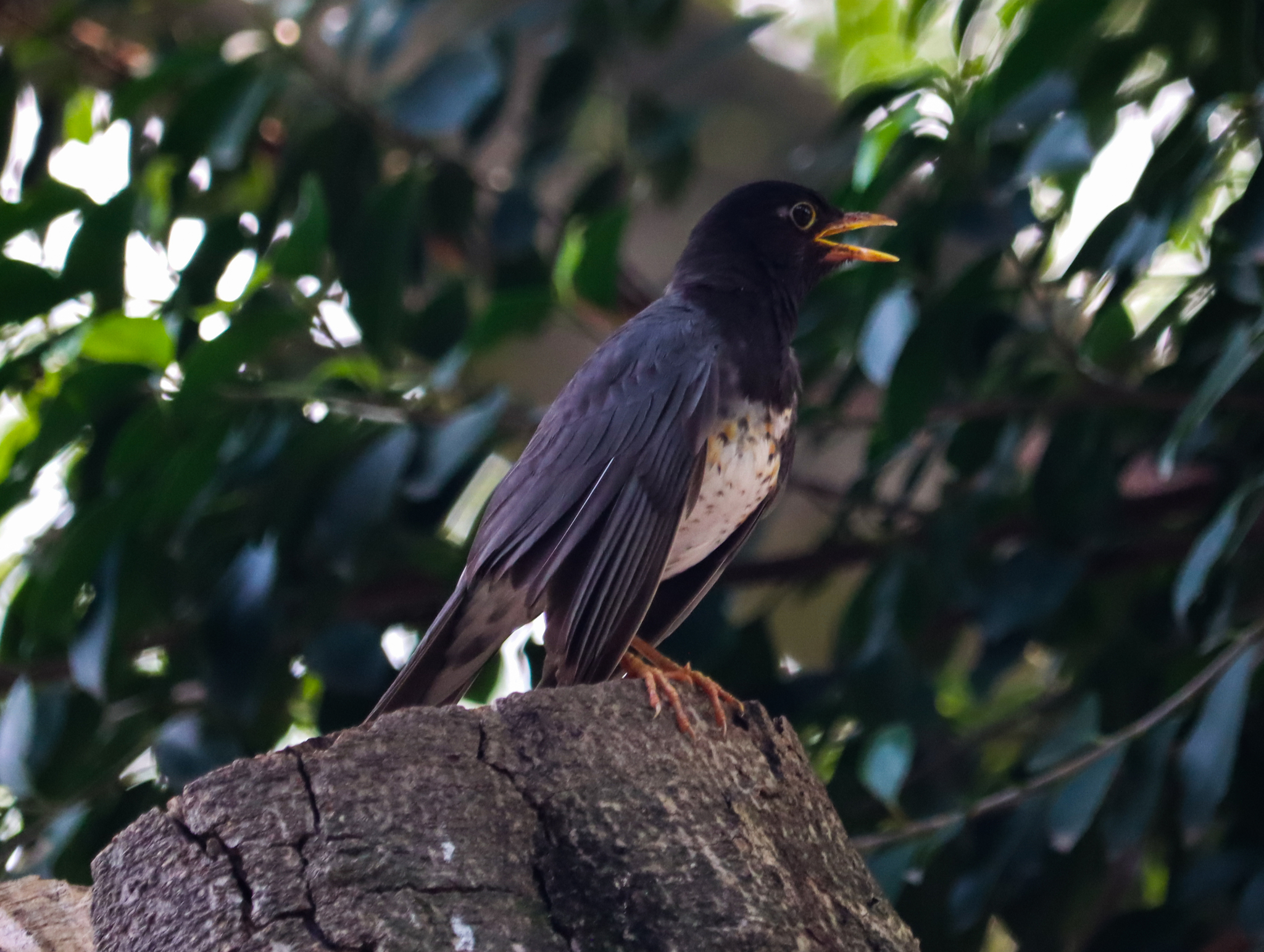 Japanese Thrush