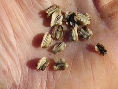 Angelica hendersonii